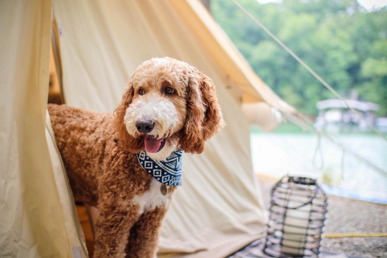 Hotel Timberline Glamping At Unicoi State Park Helen Exteriér fotografie